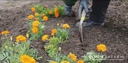 Более 600 тысяч растений высадят к лету в Белгороде 