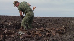 Белгородские взрывотехники откопали  фрагменты советского танка Т-34 в Белгородской области
