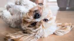 Кабмин РФ подготовит законопроект о ведении учёта домашних животных