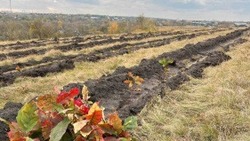 Лесовосстановительные работы проведут в Белгородской области на площади больше 52 га