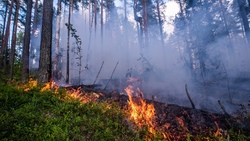 Особый противопожарный режим продлится в Белгородской области до 5 сентября
