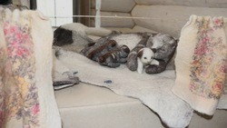 Белгородцы смогут посетить выставку войлочных фигур в городе-крепости «Яблонов»