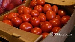 Около пяти тысяч человек посетили сельскохозяйственную ярмарку в Белгороде