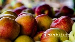 Гладков поставил задачу сделать цены на местные продукты самыми низкими в ЦФО