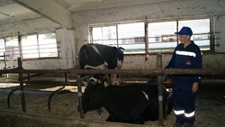 Техник искусственного осеменения из Быковки Ольга Бабакина 40 лет отдала животноводству