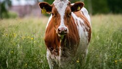 Белгородские аграрии ведут активную заготовку кормов для крупного рогатого скота