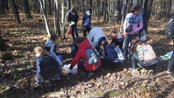 Яковлевские школьники собрали 40 кг желудей дуба черешчатого в рамках акции «Живи, лес!»