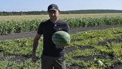 Терновский фермер Михаил Блинов поделился секретами выращивания арбузов