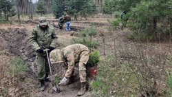 Весенний лесокультурный сезон завершился в Белгородской области