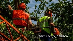Шквалистый ветер повалил в Белгороде 15 деревьев 