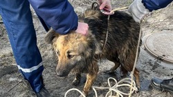 Белгородские спасатели достали двух собак из каналиционного колодца 