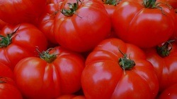 Белгородская область вошла в число лидеров производства тепличных овощей
