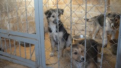 118 собак попали в пункт содержания на Промышленном проезде в Белгороде
