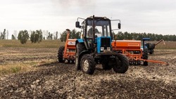 Белгородские аграрии засеяли 79% планируемых площадей озимыми культурами