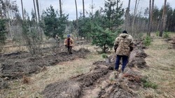 Белгородская область выполнила показатели по лесному направлению нацпроекта «Экология» на 273,2%
