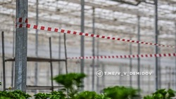 Специалисты завершают ремонт пострадавшей от обстрелов теплицы Белгорблагоустройства