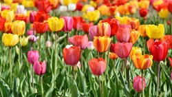Белгородцы смогут посетить фестиваль тюльпанов «Цветочные мелодии» в мае 2022 года