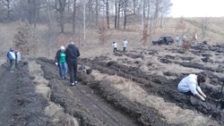 Яковлевцы высадили саженцы дуба черешчатого вблизи хутора Вознесеновка