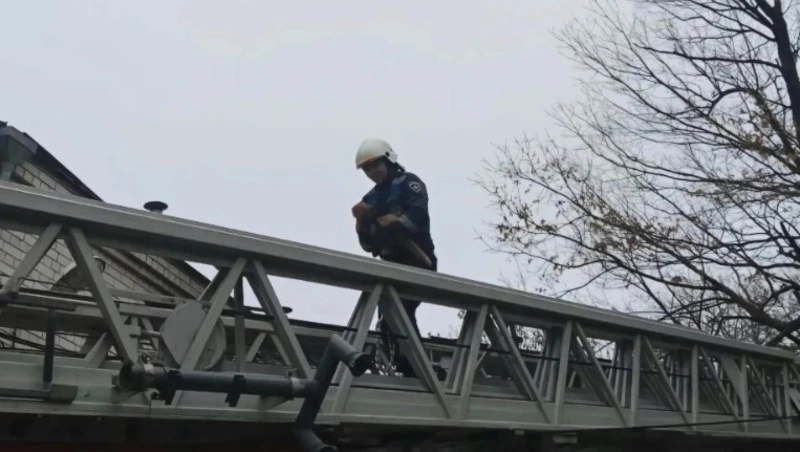 Спасатели сняли домашнего кота с высокого дерева в Белгороде 