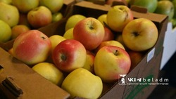 Почти 12,5 тонн продукции реализовали на ярмарке в Белгороде