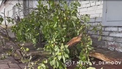 Сильный ветер в Белгороде повалил восемь деревьев