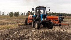 Белгородские аграрии засеяли 73% планируемых площадей озимыми культурами