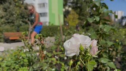 Озеленители начали высадку роз на бульваре Первого салюта в Белгороде