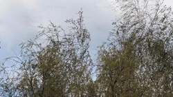 Материал