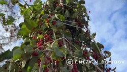 Около 400 новых деревьев высадят в Белгороде в парке имени Ленина 