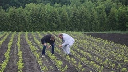 Белгородский вуз вырастил 5 тысяч саженцев лучших районированных сортов винограда