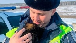 Полицейские проведут акцию «День добрых дел» в Белгородской области