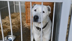 Площадка для выгула собак появится в приюте для безнадзорных животных в Белгороде