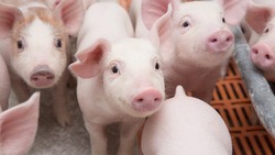 Белгородские компании вошли в ТОП-20 крупнейших российских производителей свинины