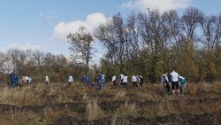 80 волонтёров высадили деревья возле хутора Крестов Яковлевского городского округа
