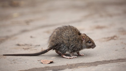 Специалист Юлия Гоцай поделилась забавными случаями из практики по борьбе с крысами
