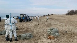 Белгородцы отправились спасать побережье Анапы от последствий разлива мазута