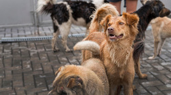 Госдума утвердила закон о возможности регионов определять правила поведения с бездомными животными
