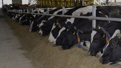 Надои молока выросли на 4,5% в Белгородской области в 2022 году