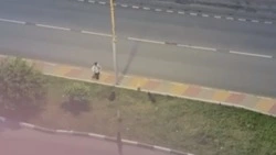  Гладков отреагировал на видео с нападением собак на ребёнка 