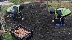 Озеленители высадят почти 5 млн тюльпанов в Белгороде этой весной