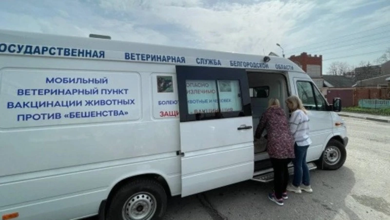 Бесплатную прививку от бешенства сделают кошкам и собакам в Белгороде