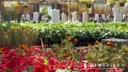 45 вазонов и 76 подвесных ваз с цветами установят в Белгороде ко Дню города