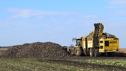 Белгородские аграрии собрали более 50,6 тыс. тонн овощей открытого грунта