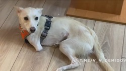 Мэр Белгорода поделился историей боевой собаки Белки