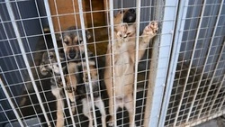 Отлов безнадзорных собак проведут в Строителе 