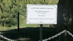 Дерево теперь под защитой. Местонахождение 100-летней липы в селе Новоалександровке облагородили