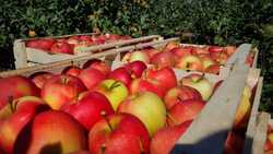 «Яблоко от яблони». Семья Шевцовых из села Крапивного выращивает экологически чистые плоды