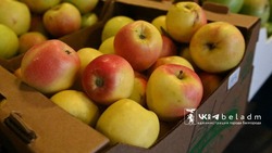 Почти 10 тонн продукции реализовали на субботней ярмарке в Белгороде