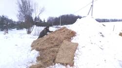 Лесоводы Яковлевского городского округа приступили к изготовлению снежников