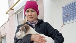 Белгородцы забрали к себе из приюта 29 бездомных собак